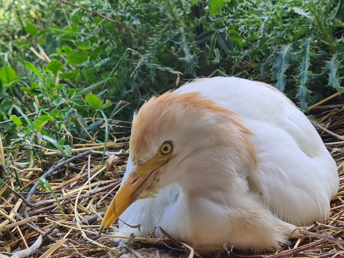 Savanna - Western cattle egret in Flamingo aviary