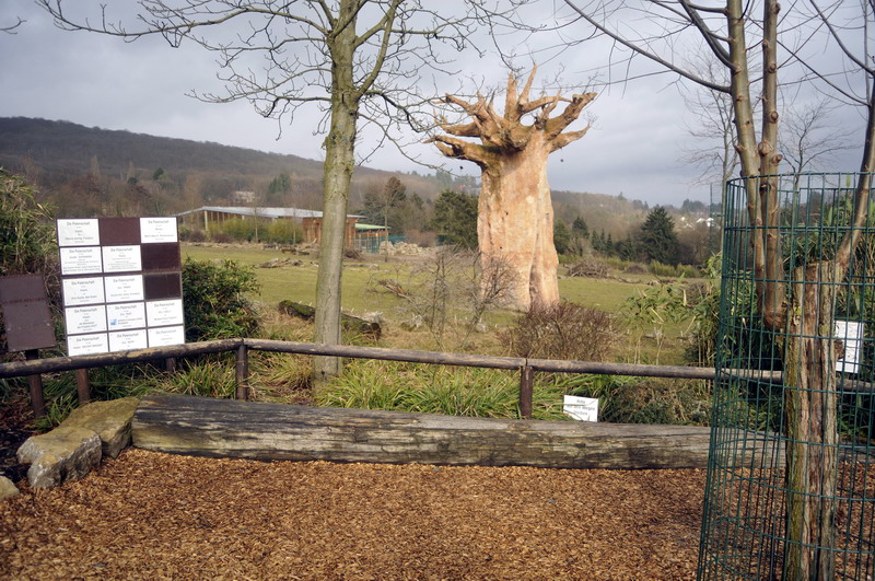 Savanna with fake baobab at Opelzoo