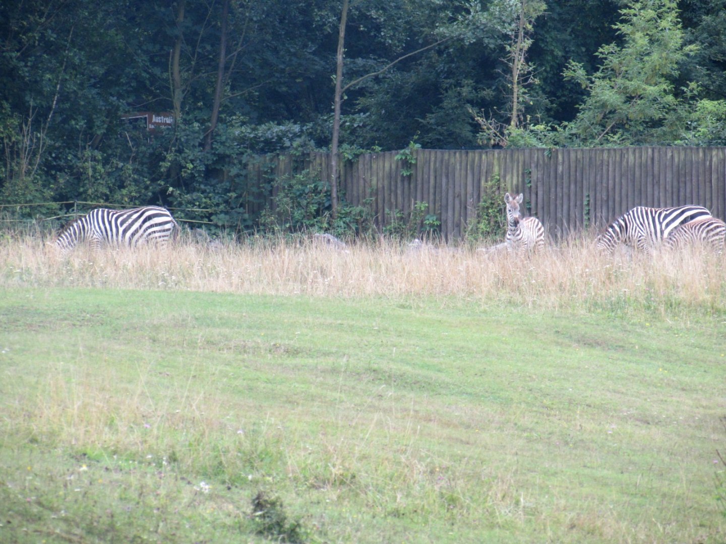 Savanna. Zebras herd.