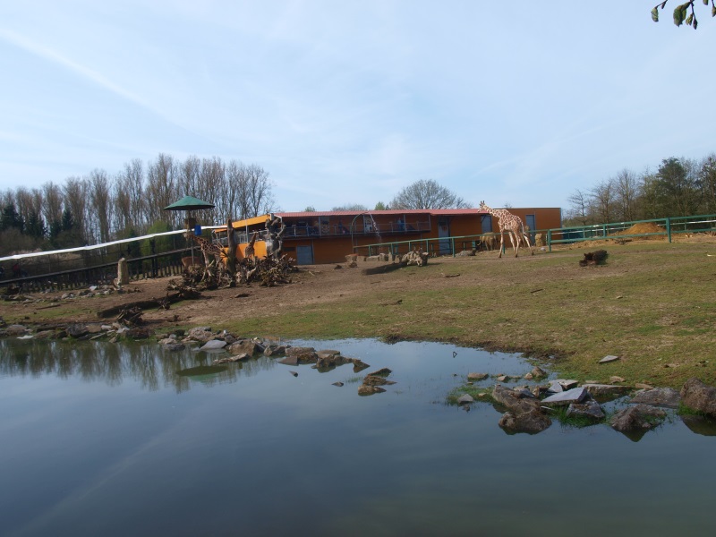 Savannah and savannah building (April 19th, 2015)