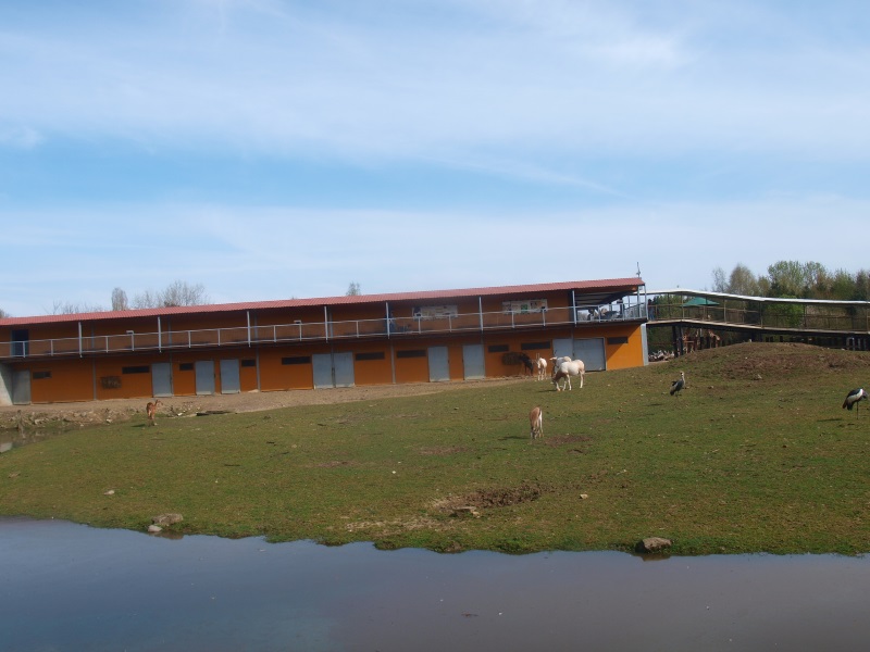 Savannah and savannah building (April 19th, 2015)