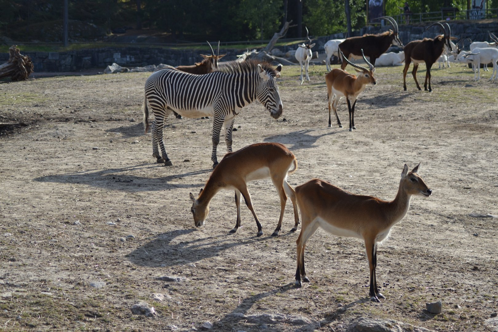 Savannah animals waiting to be let into the stable at Kolmården