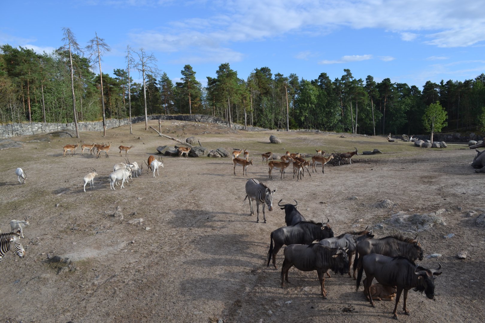 Savannah animals waiting to be let into the stable at Kolmården
