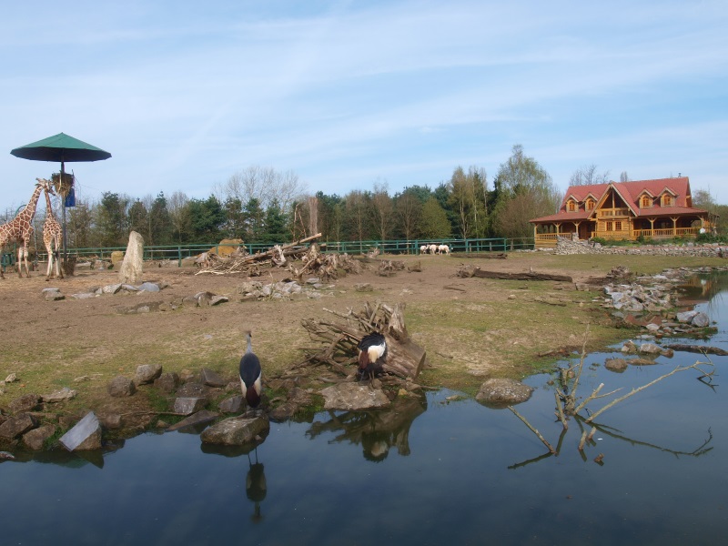 Savannah (April 19th 2015)