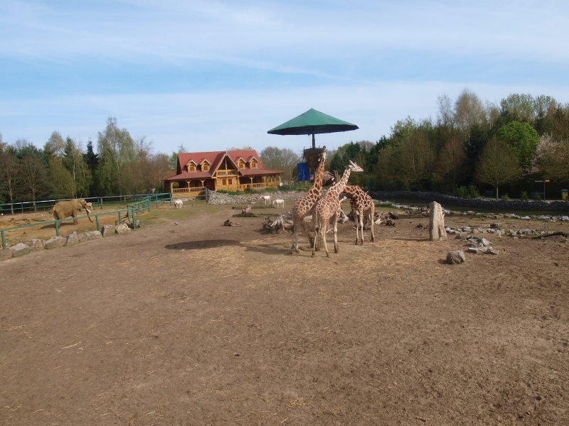 Savannah (April 19th 2015)