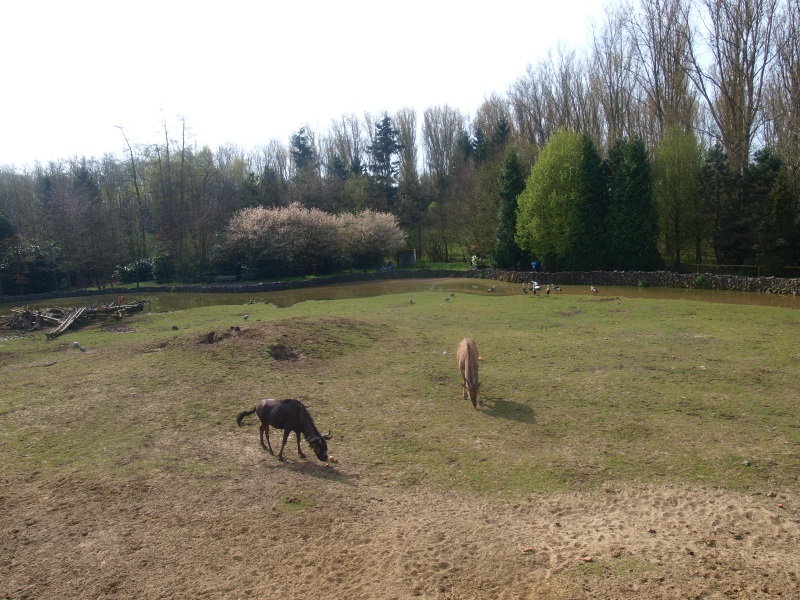 Savannah (April 19th 2015)