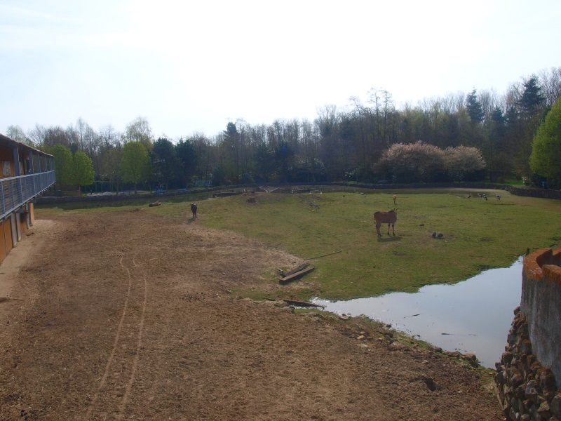 Savannah (April 19th 2015)