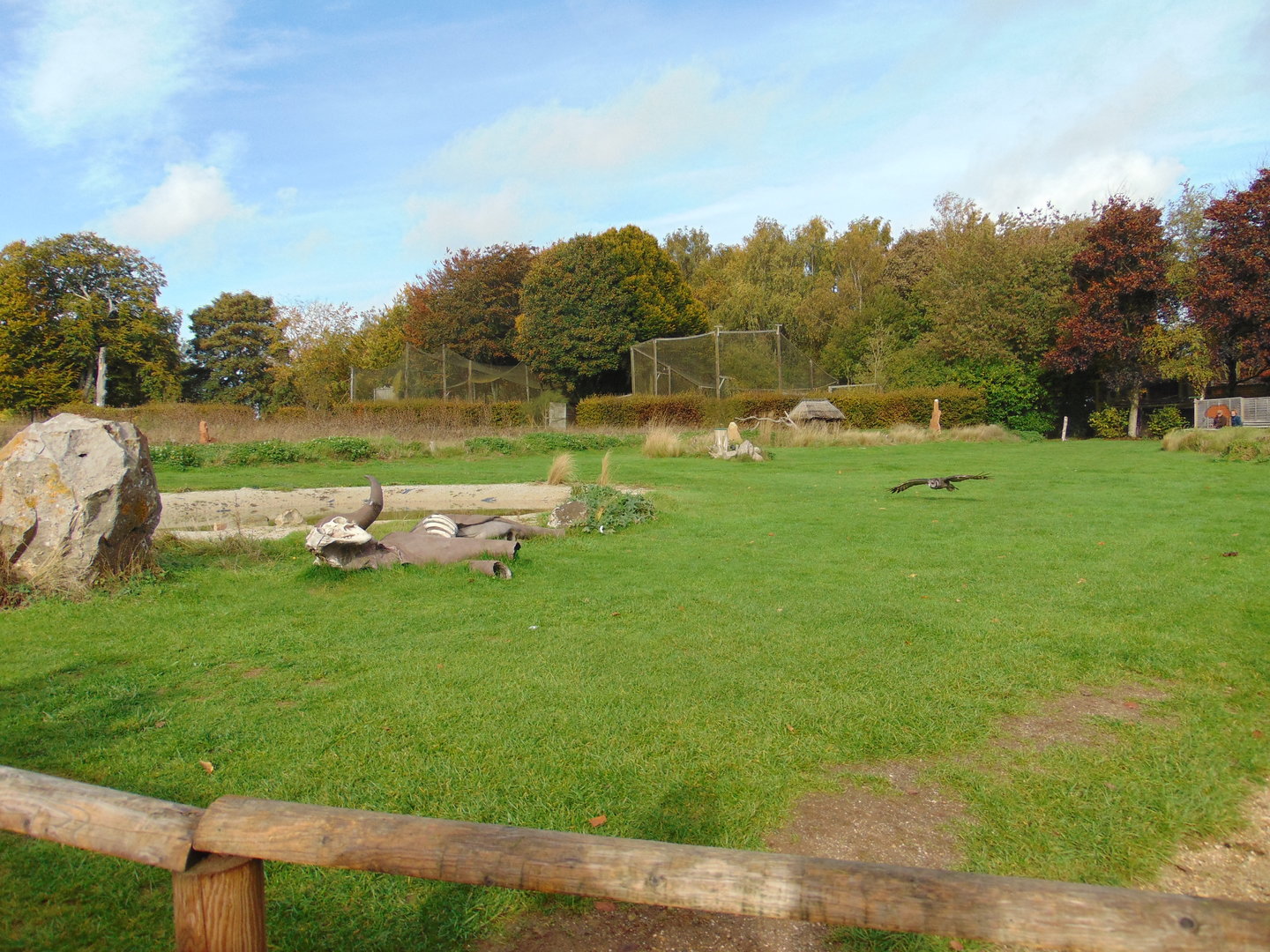 Savannah Arena and Eagle Owl