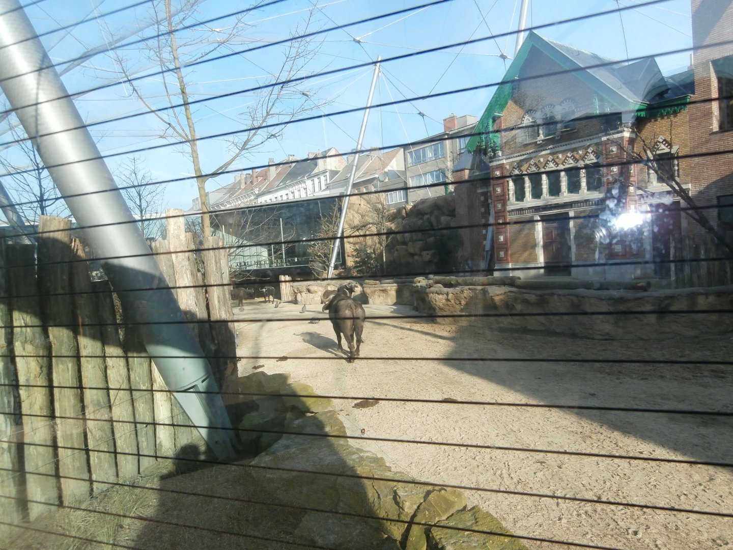 Savannah aviary: Cape buffalo viewing