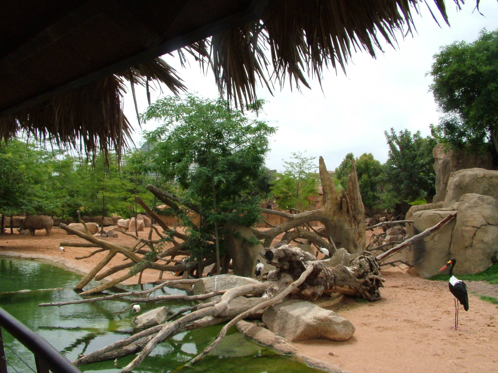 Savannah Boundary at Bioparc Valencia, 28/05/11