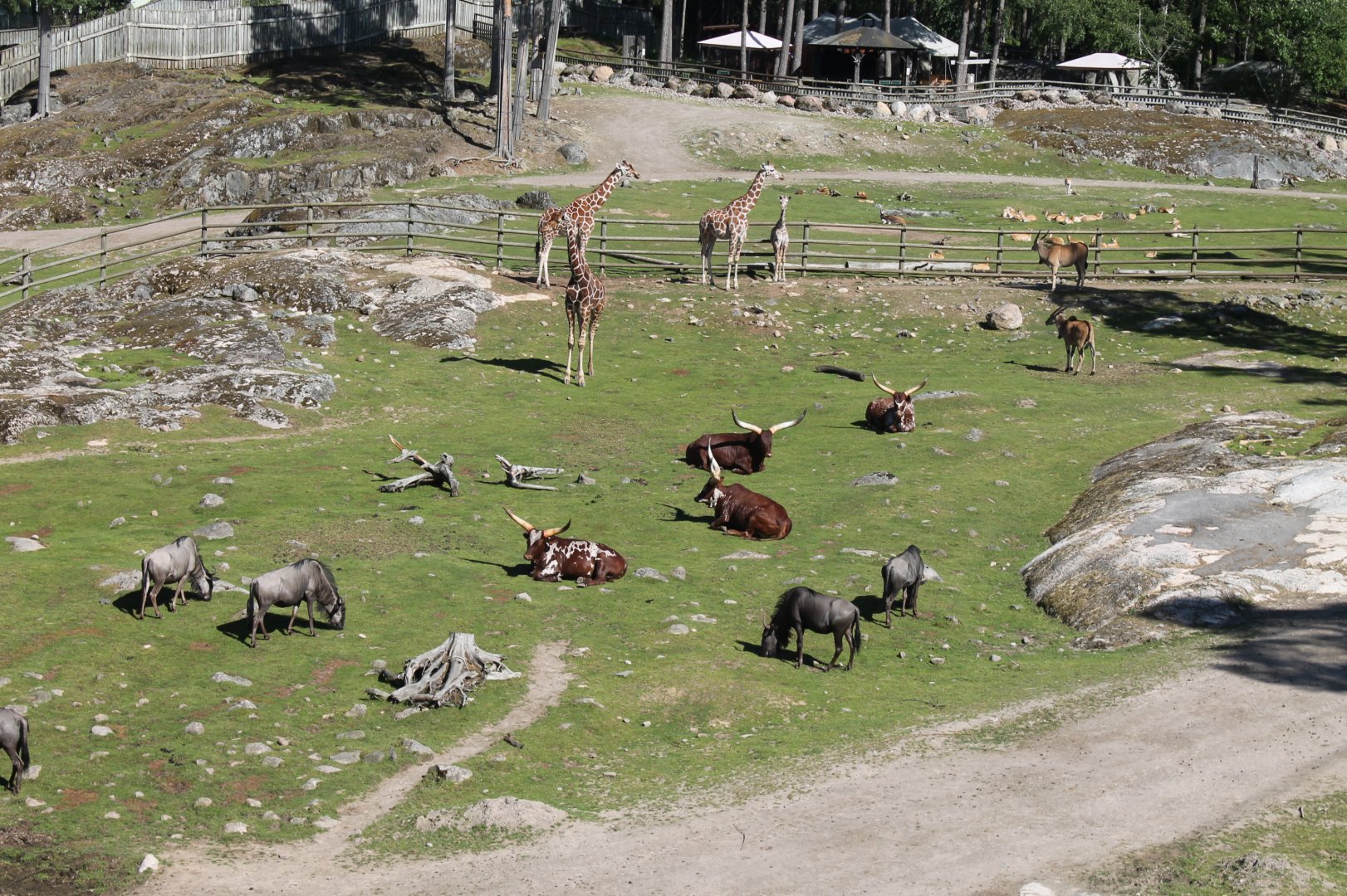 Savannah Cable Car Enclosure