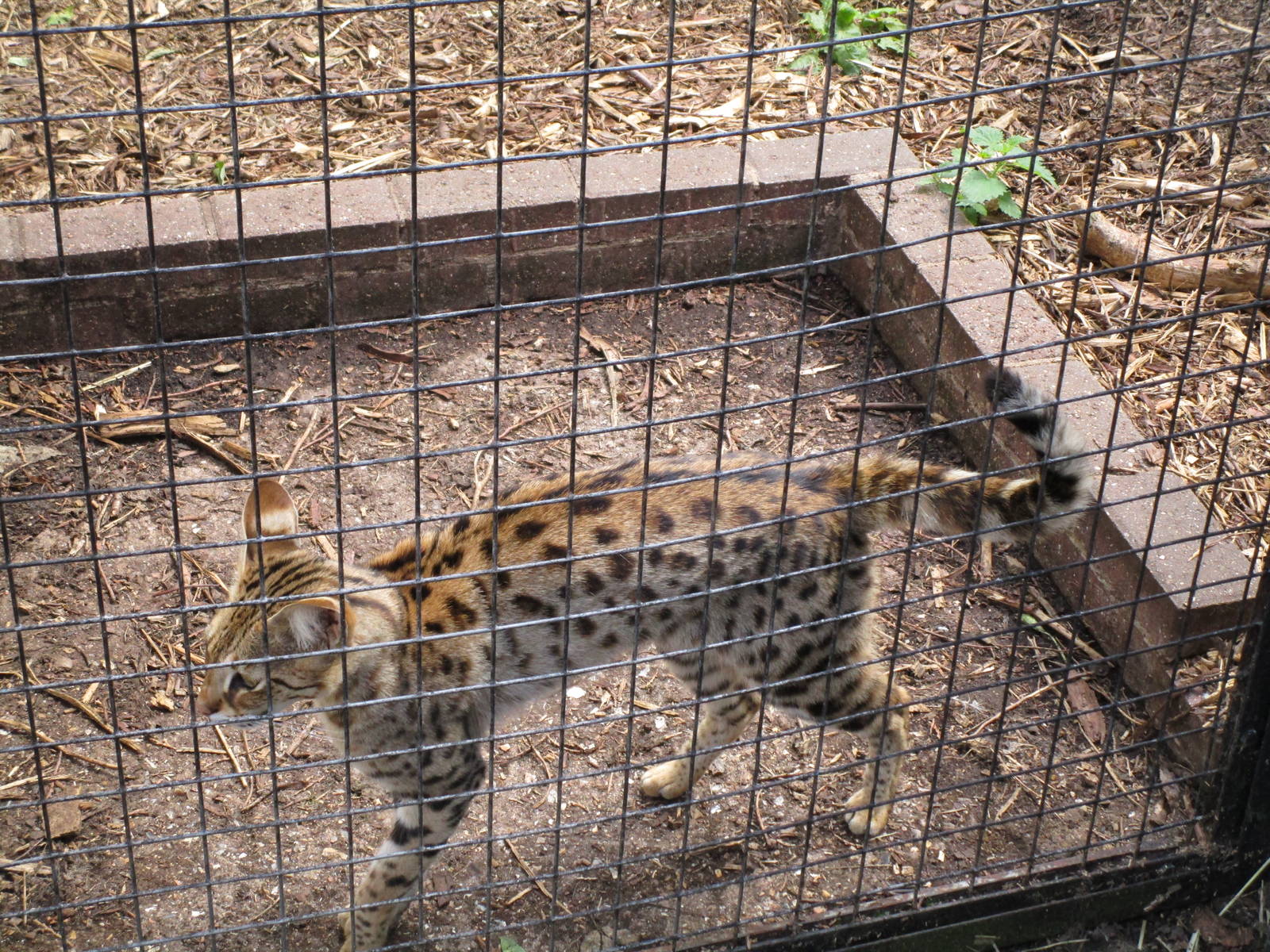 Savannah Cat - 19/07/15