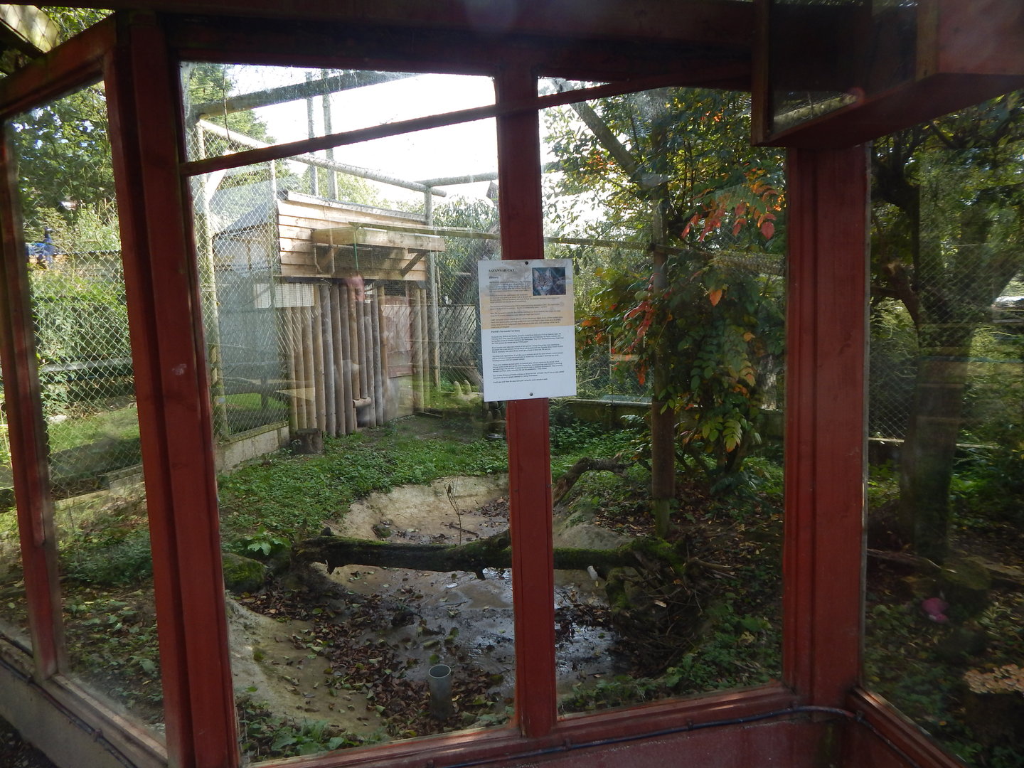 Savannah cat enclosure 151022