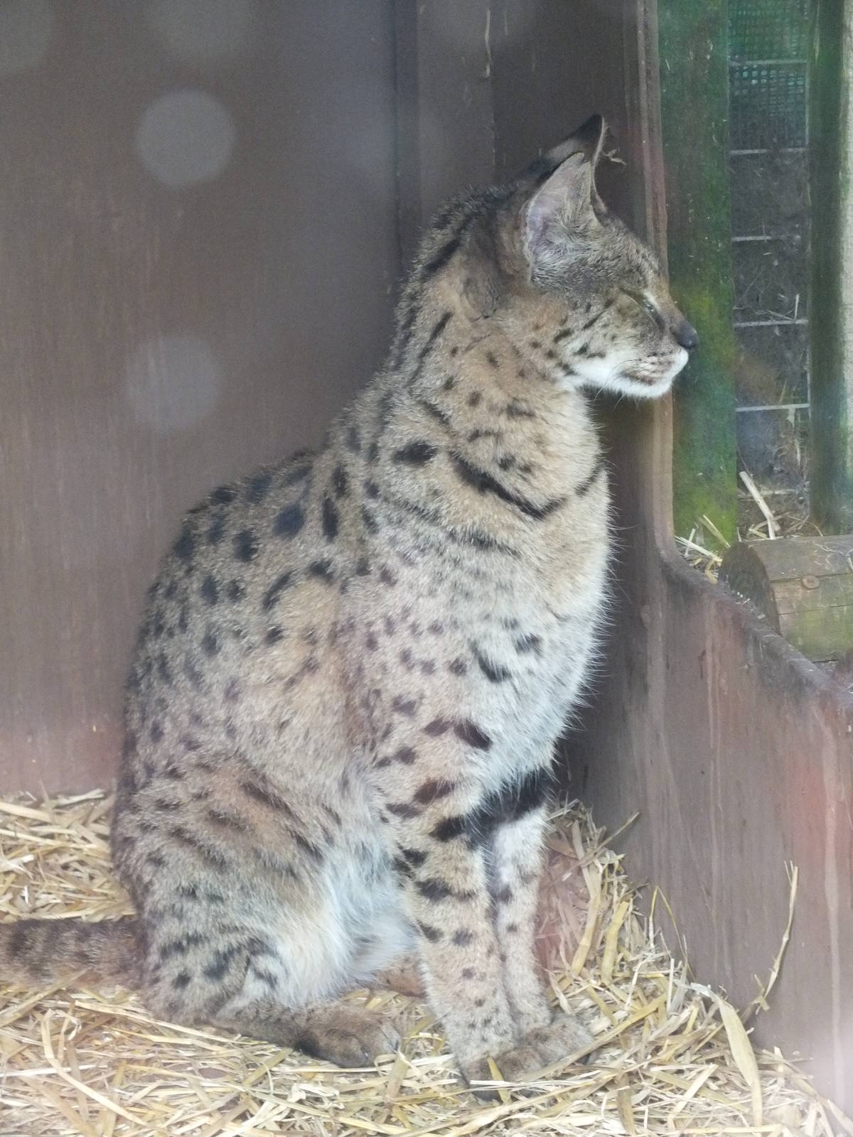 Savannah Cat (Leptailurus serval x Felis sylvestris) at Gentleshaw Wildlife