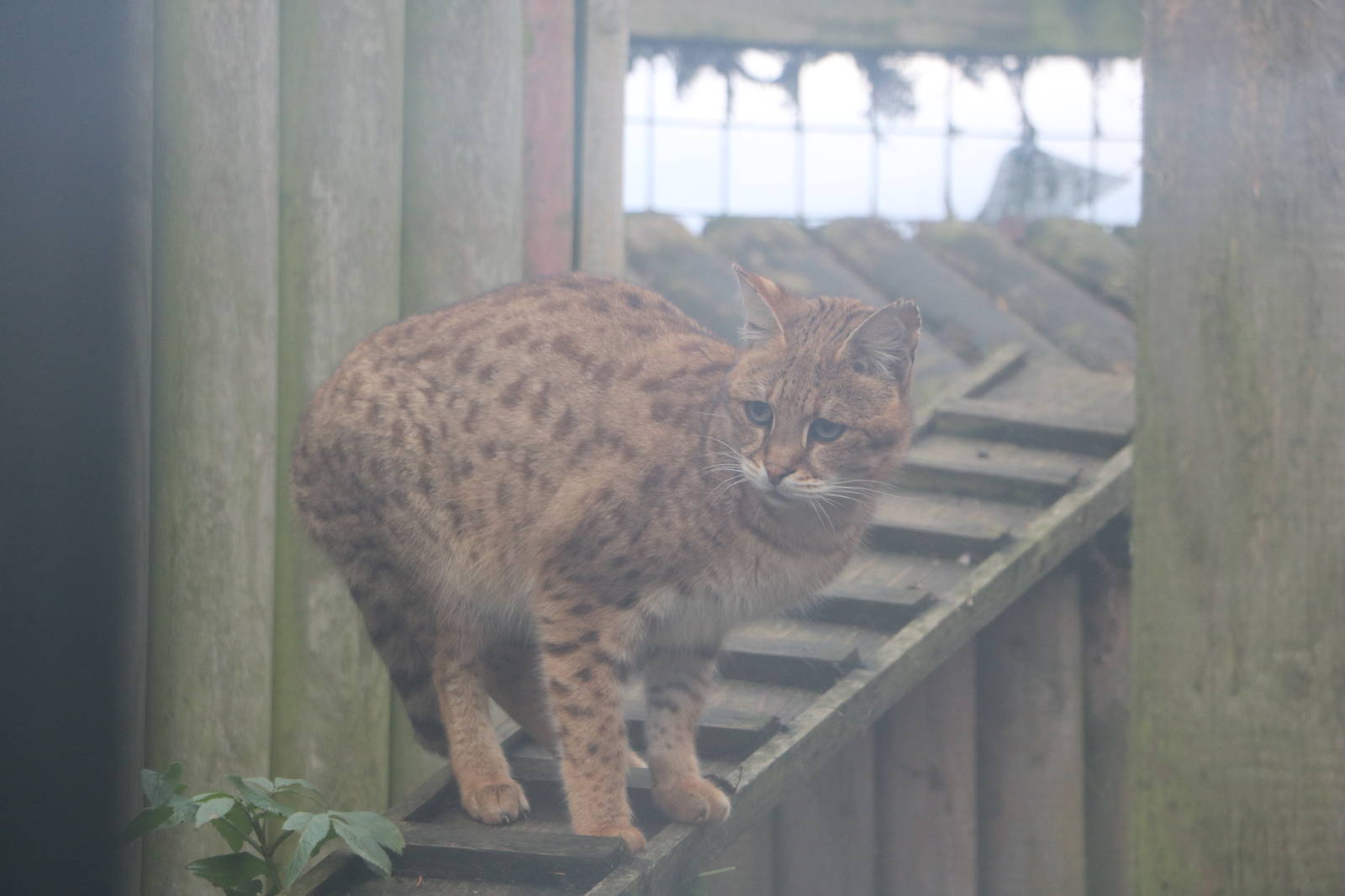 Savannah cat, November 2015