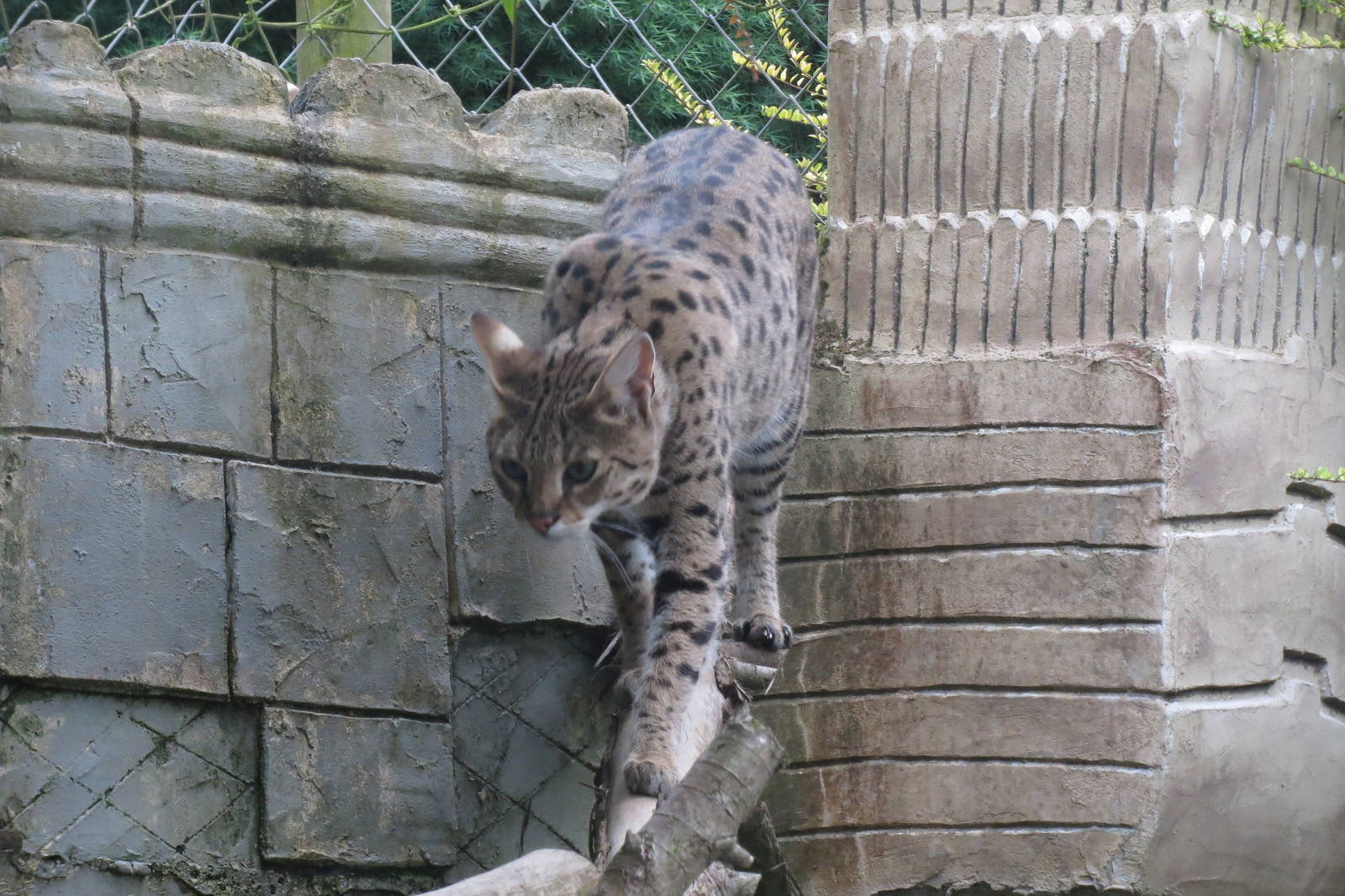 Savannah Cat (Serval x Domestic Cat) 200713