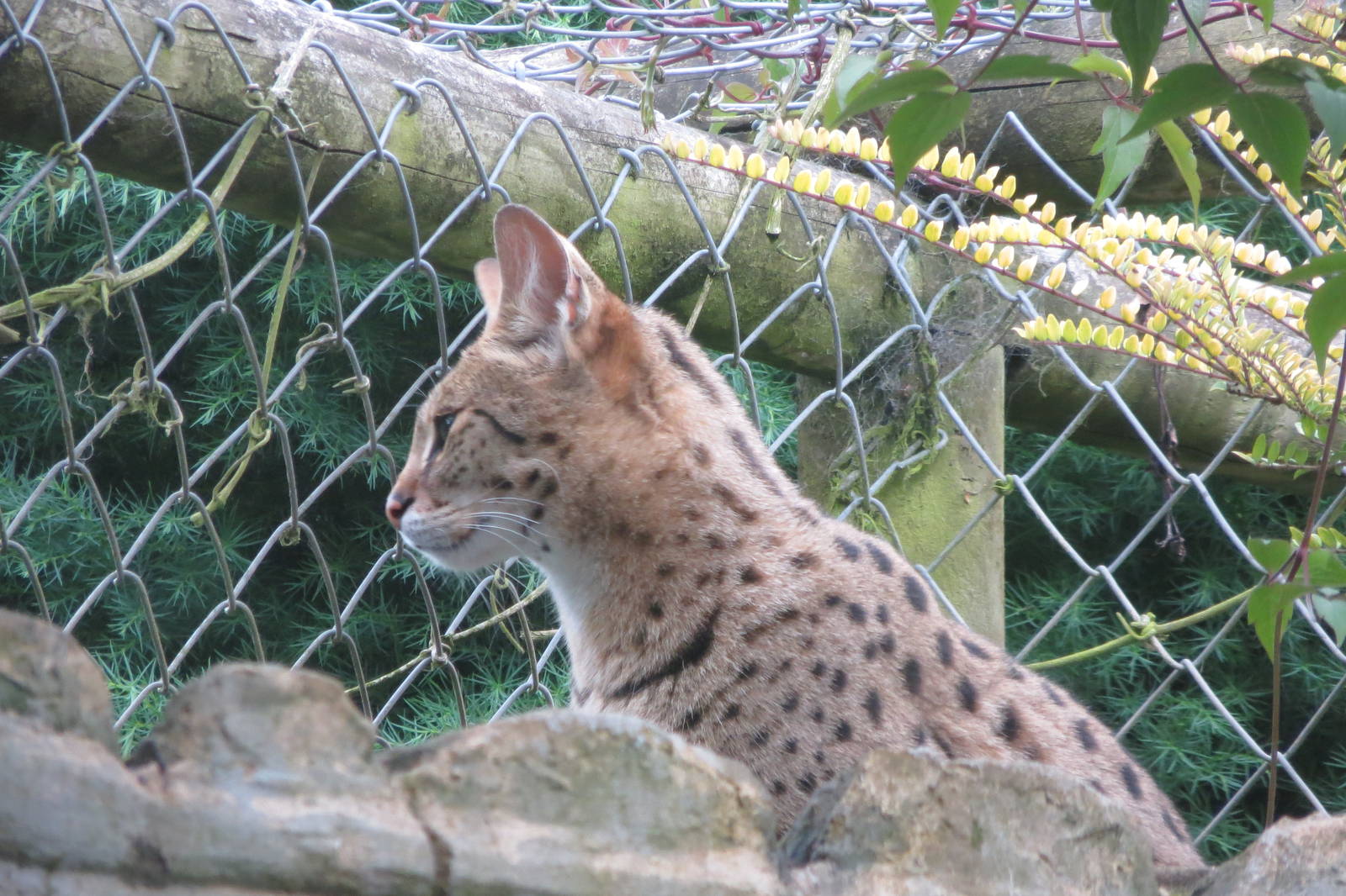 Savannah Cat (Serval x Domestic Cat) 200713
