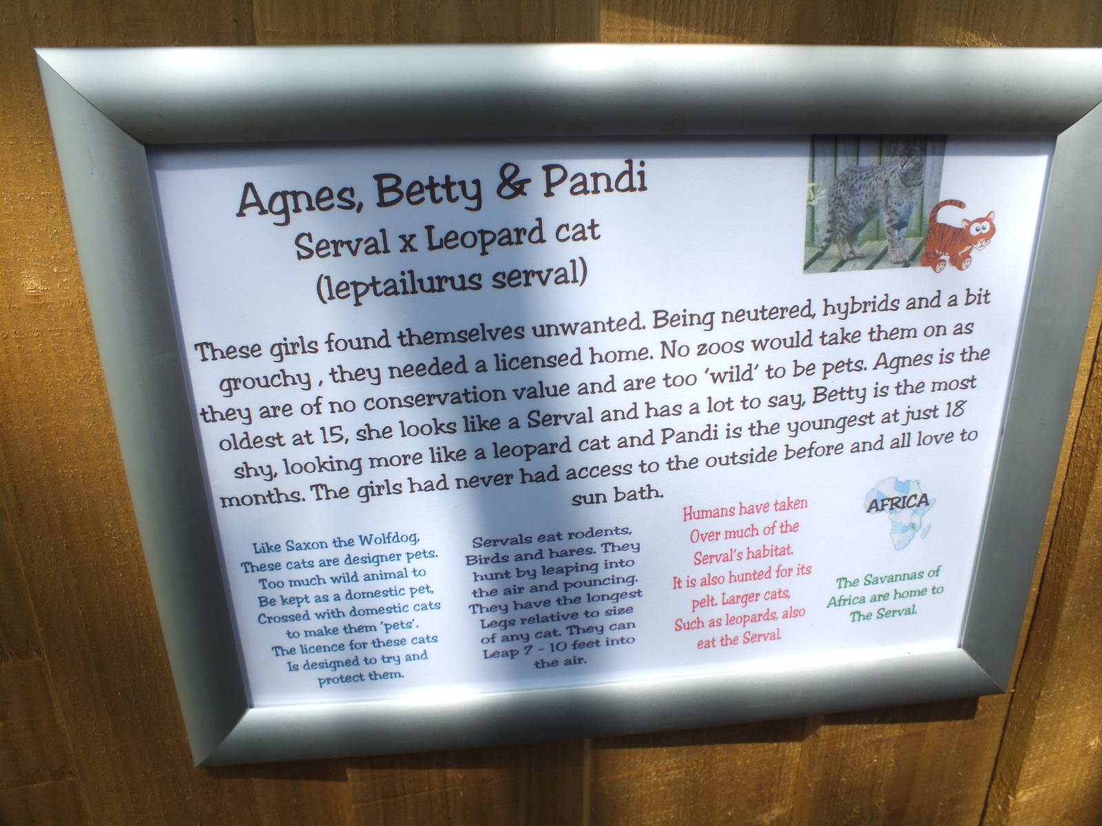 Savannah Cat Signage at Gentleshaw Wildlife