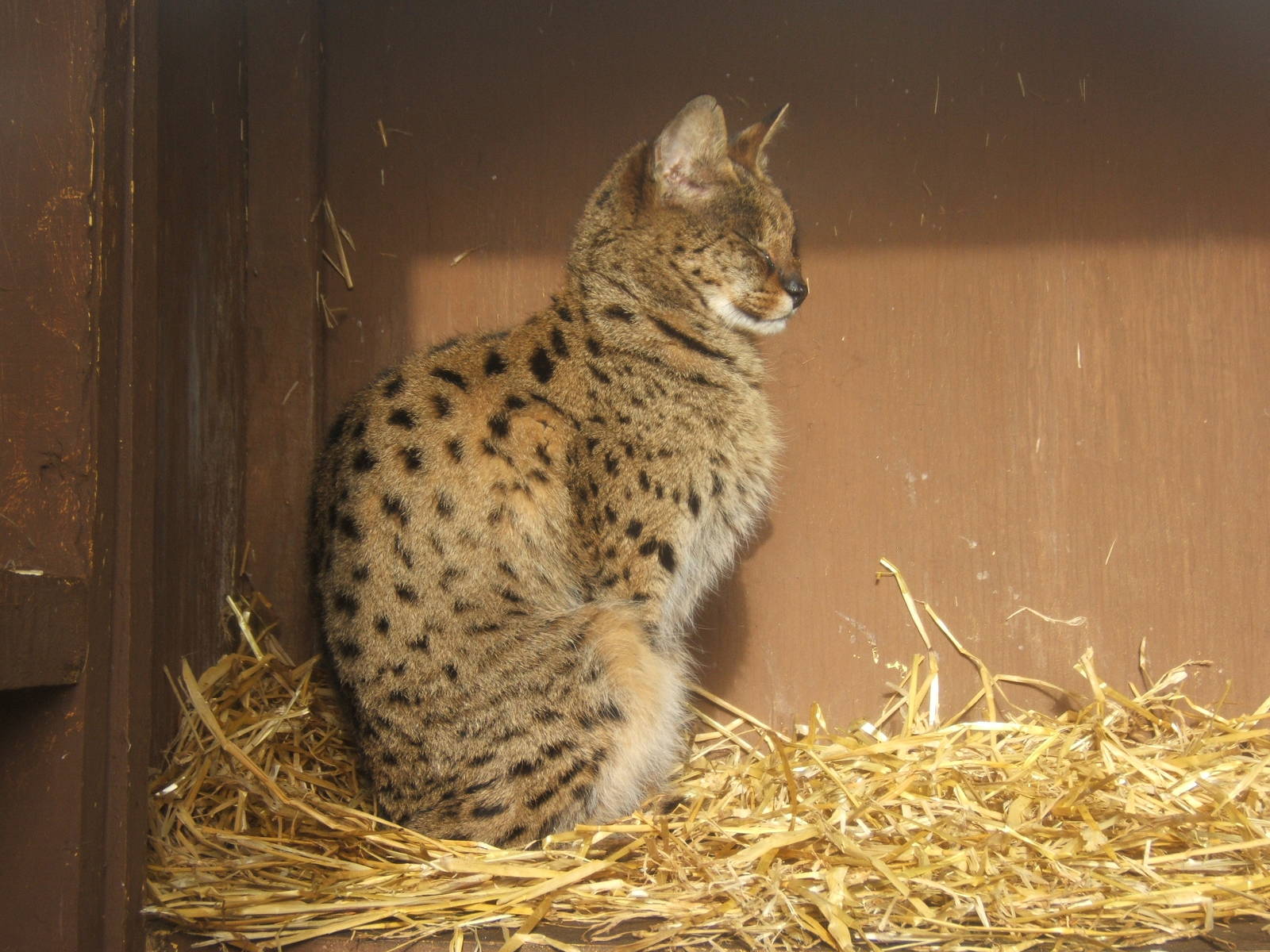 Savannah Cat