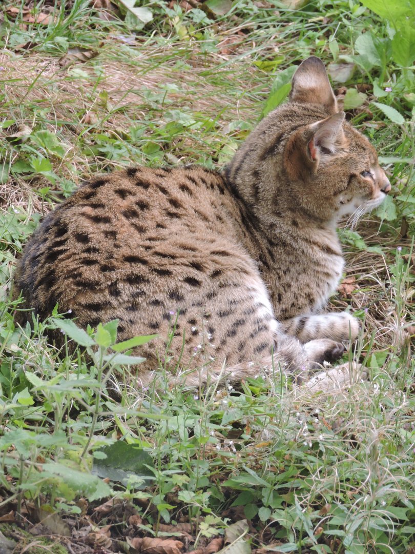 Savannah Cat