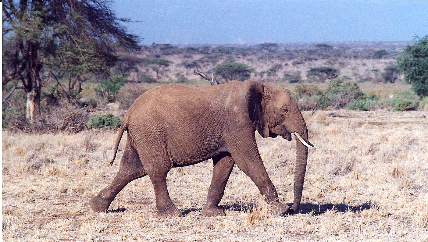 Savannah Elephant