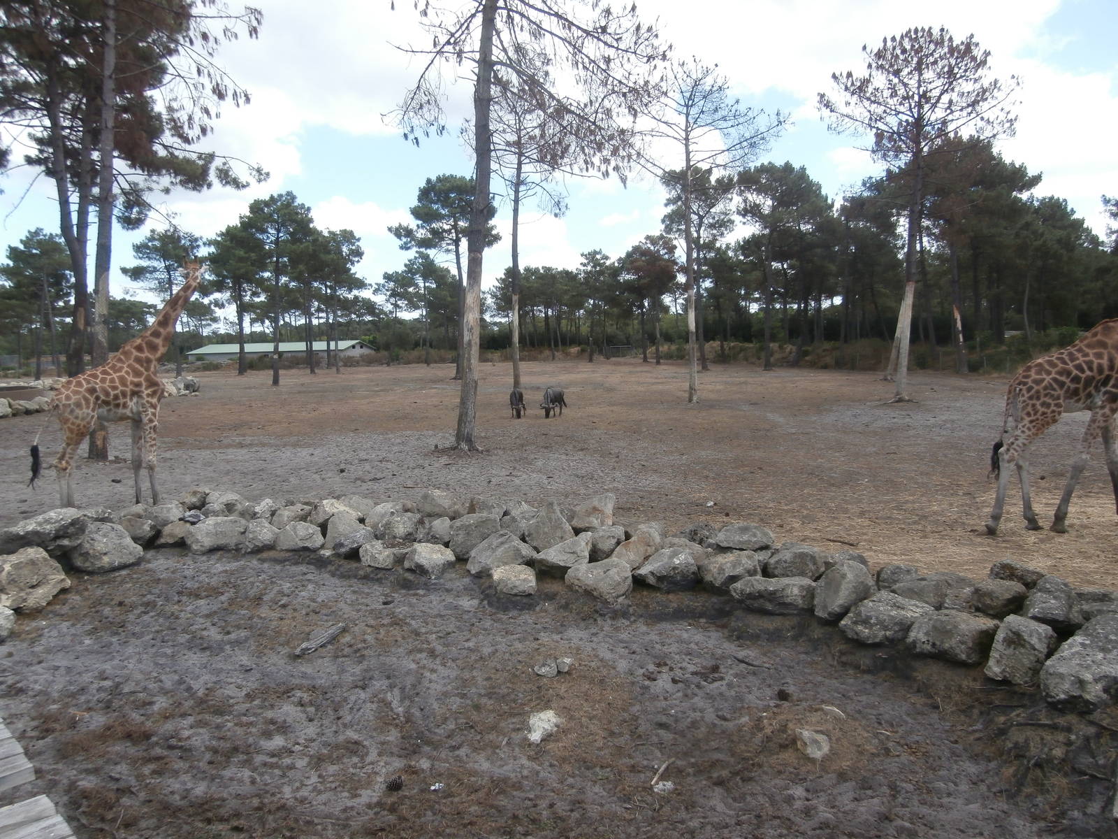 Savannah enclosure 2