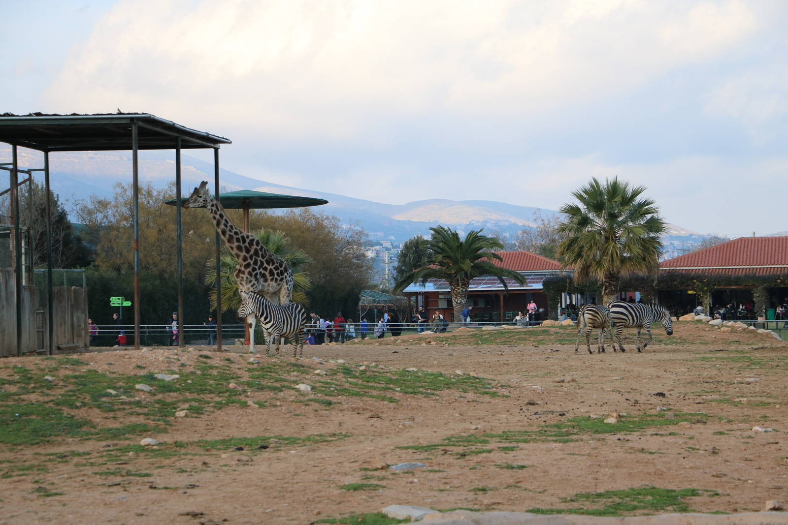 Savannah enclosure, February 2016