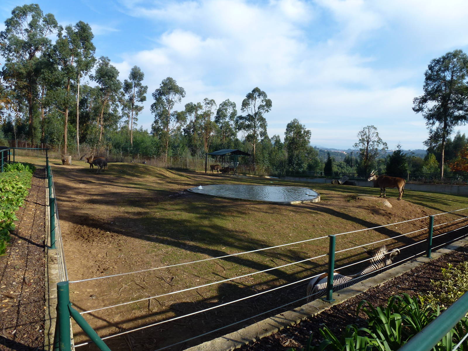 Savannah enclosure, November 2013.