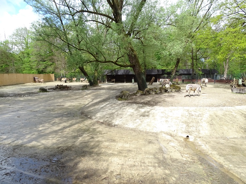 Savannah enclosure second half