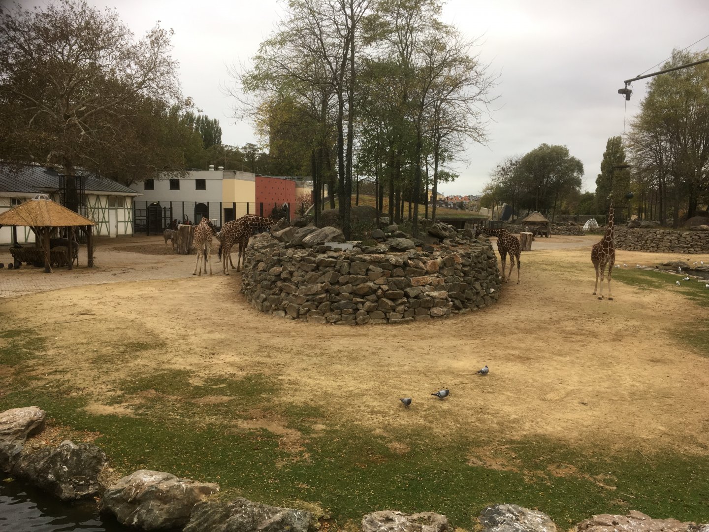 Savannah enclosure