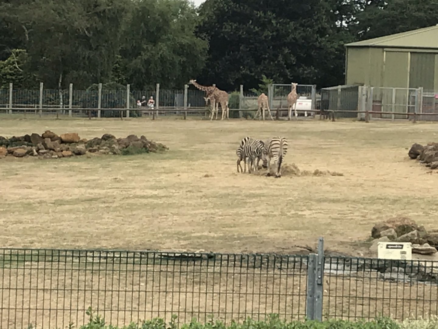 Savannah exhibit 080818