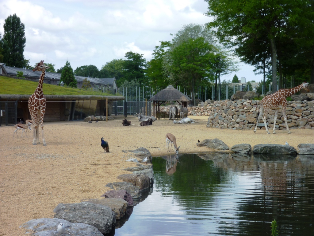 Savannah exhibit Artis August 2010