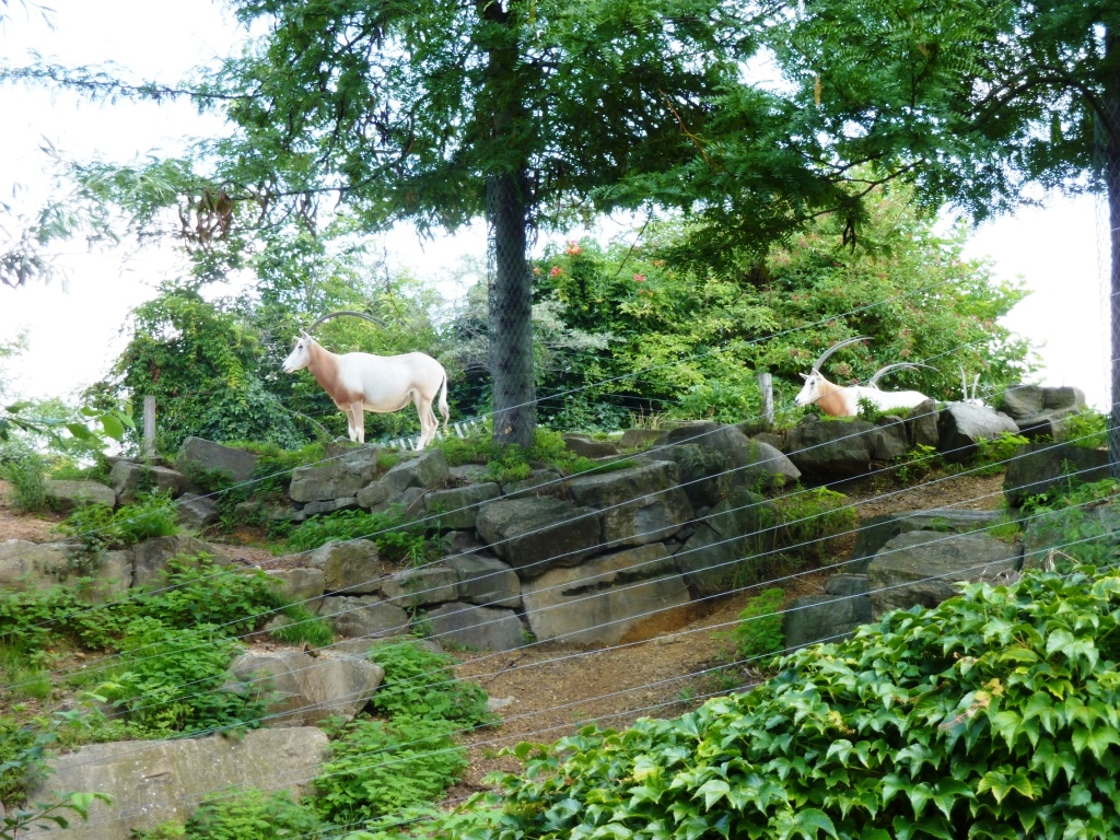 Savannah exhibit Artis August 2010