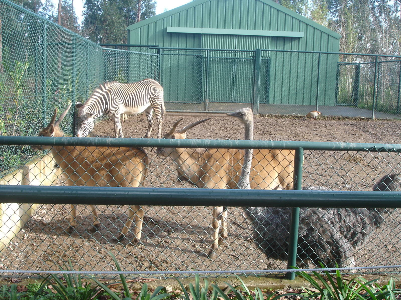 Savannah Exhibit at Zoo Santo Inacio, 30/12/12