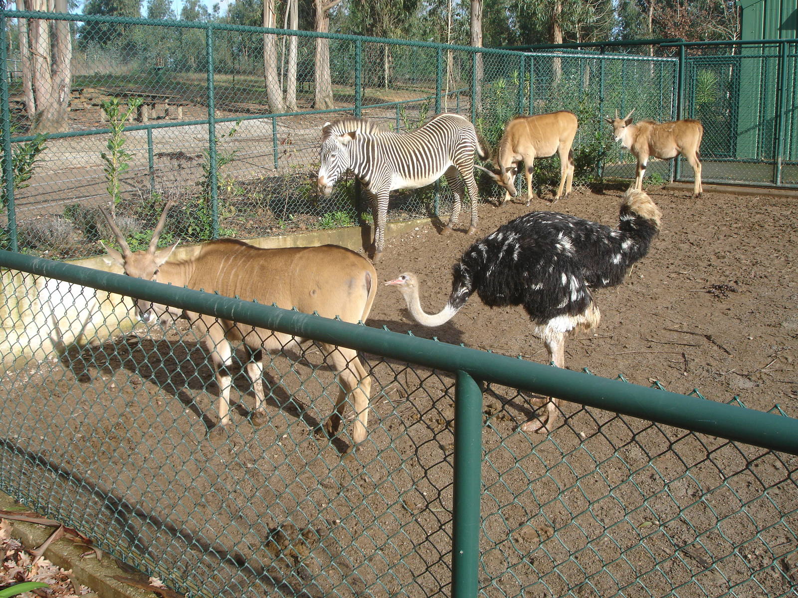 Savannah Exhibit at Zoo Santo Inacio, 30/12/12