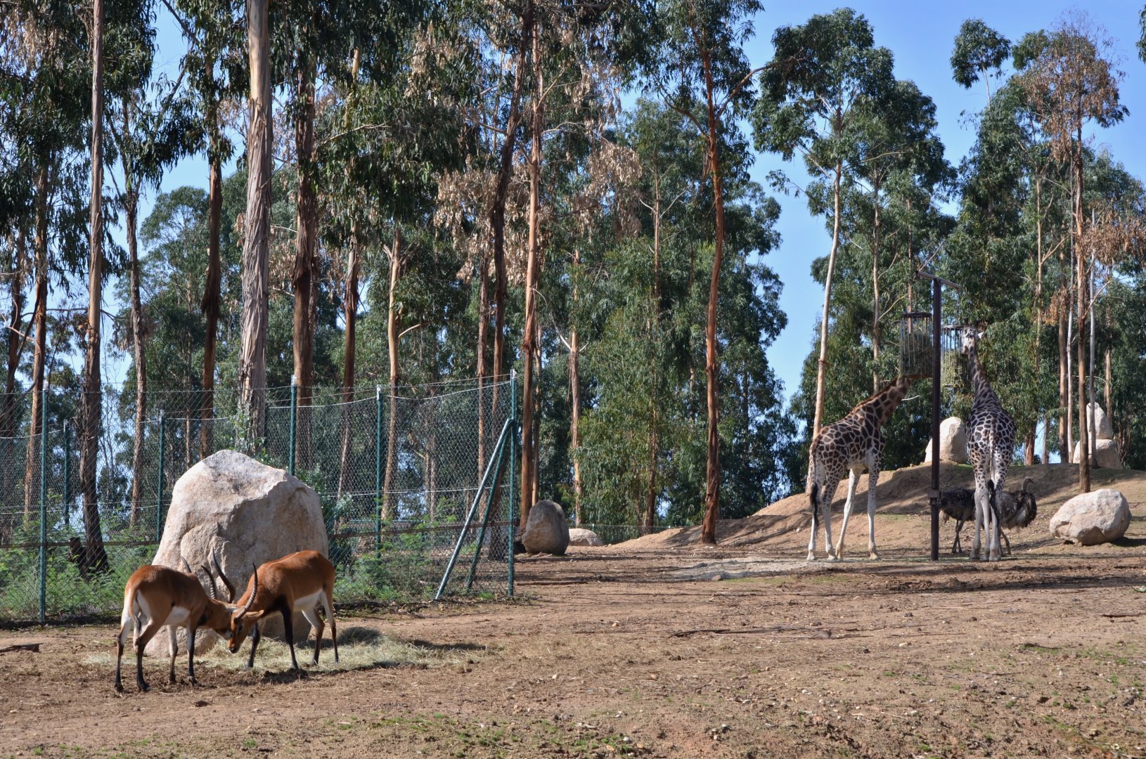 Savannah Exhibit at Zoo Santo Inácio