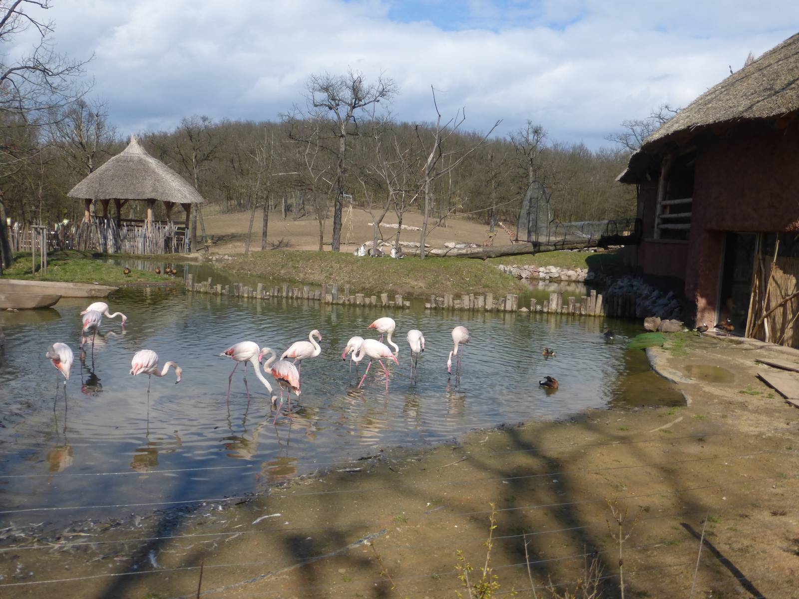 Savannah exhibit, flamingo lake and lemur island