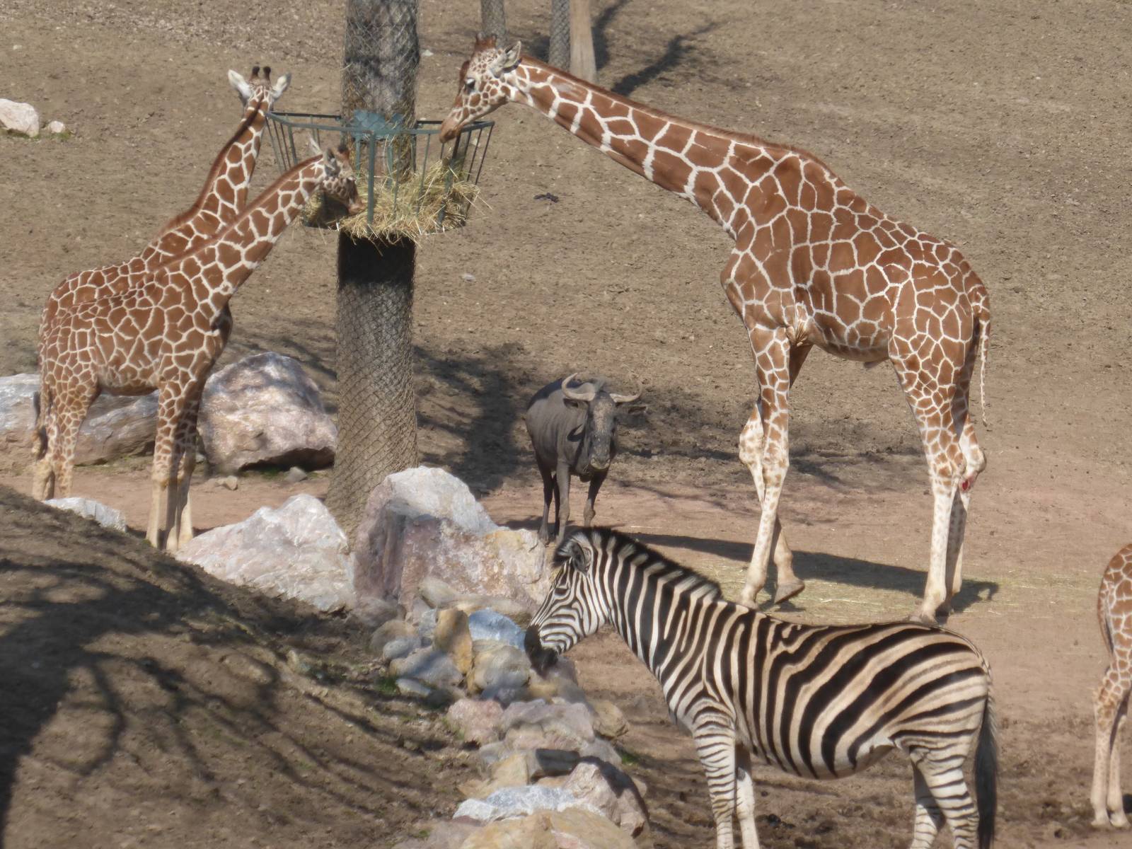 Savannah exhibit March 2016