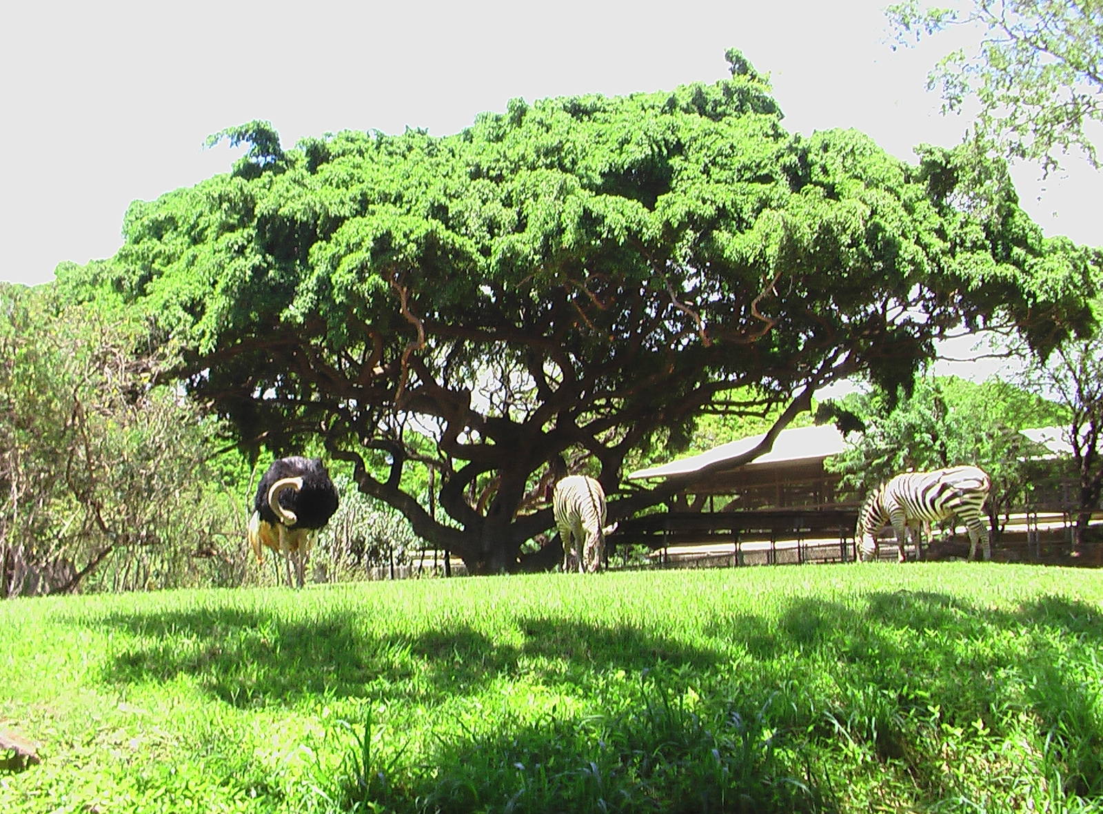 Savannah Exhibit - Ostrich and Zebra