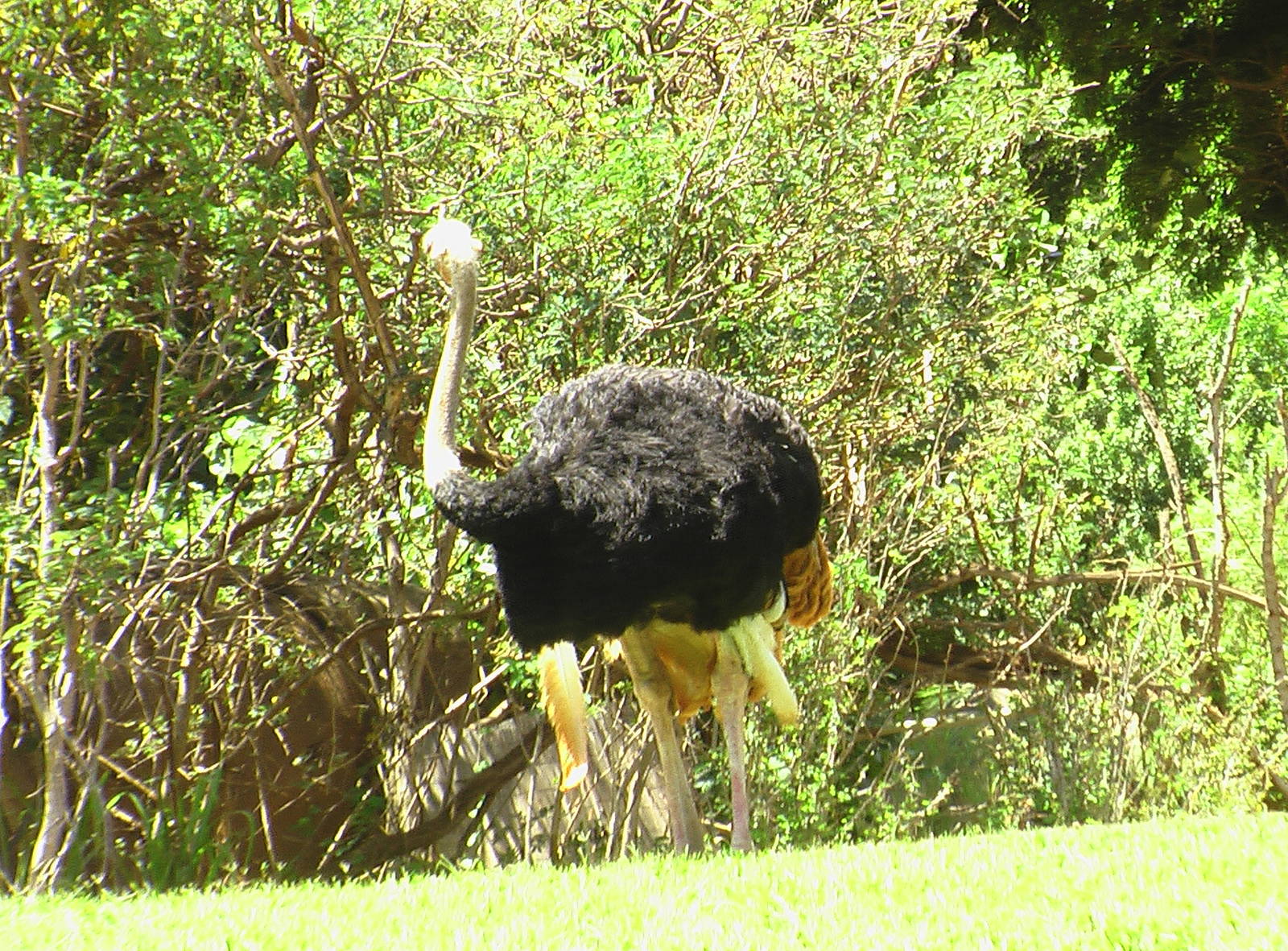 Savannah Exhibit - Ostrich
