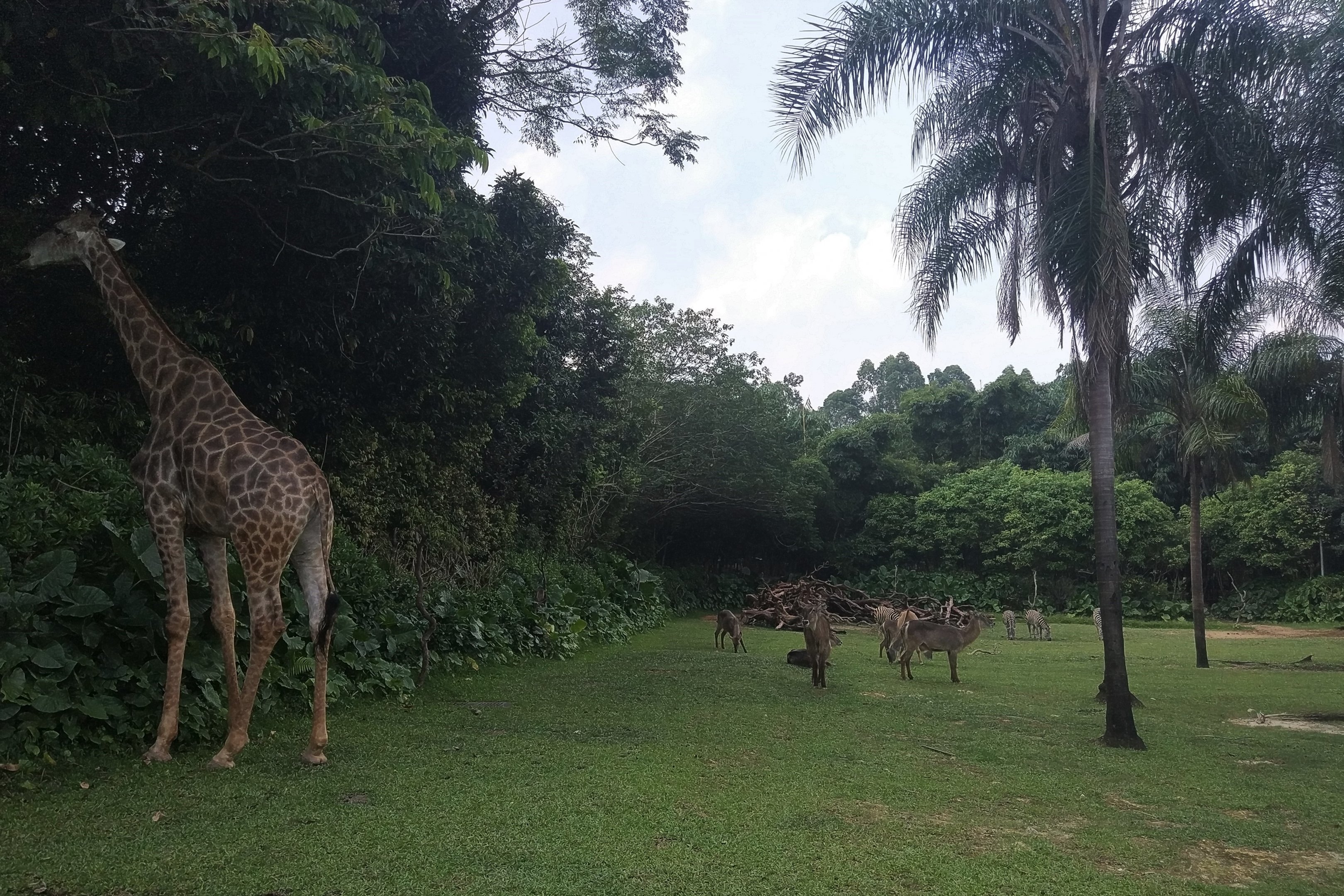 Savannah Exhibit, seen from Safari Bus