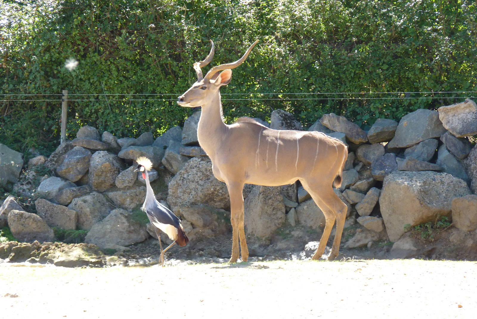 Savannah exhibit, September 2016