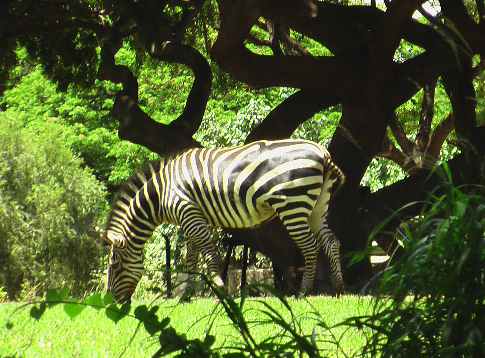 Savannah Exhibit - Zebra