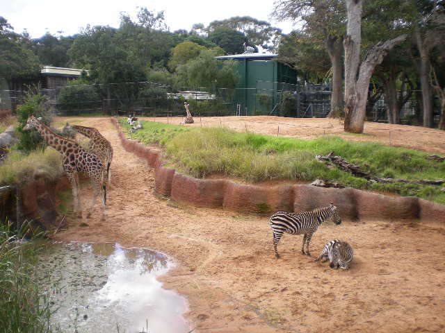 Savannah Exhibit