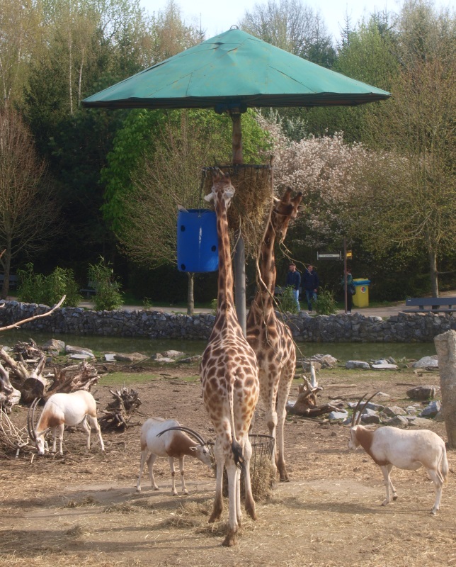Savannah feeding stand (April 19th, 2015)