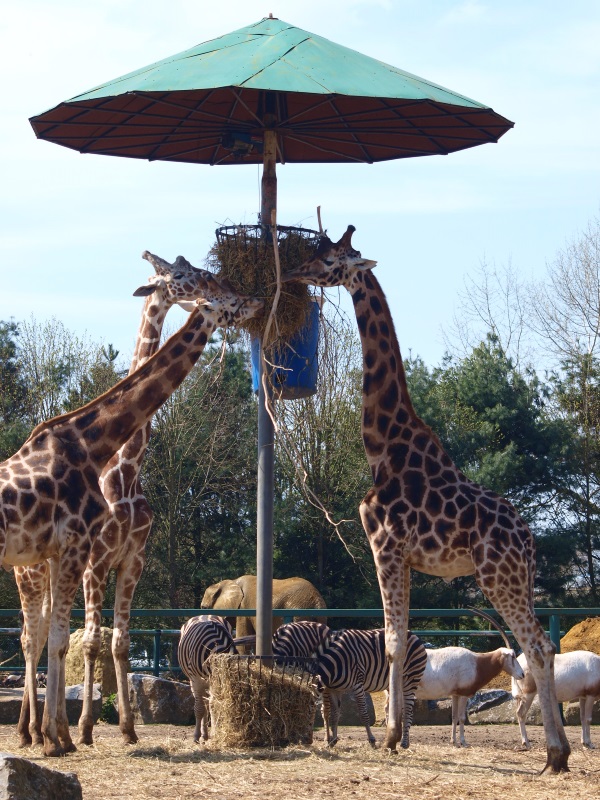 Savannah feeding stand (April 19th, 2015)