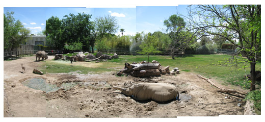 savannah for rhinos etc