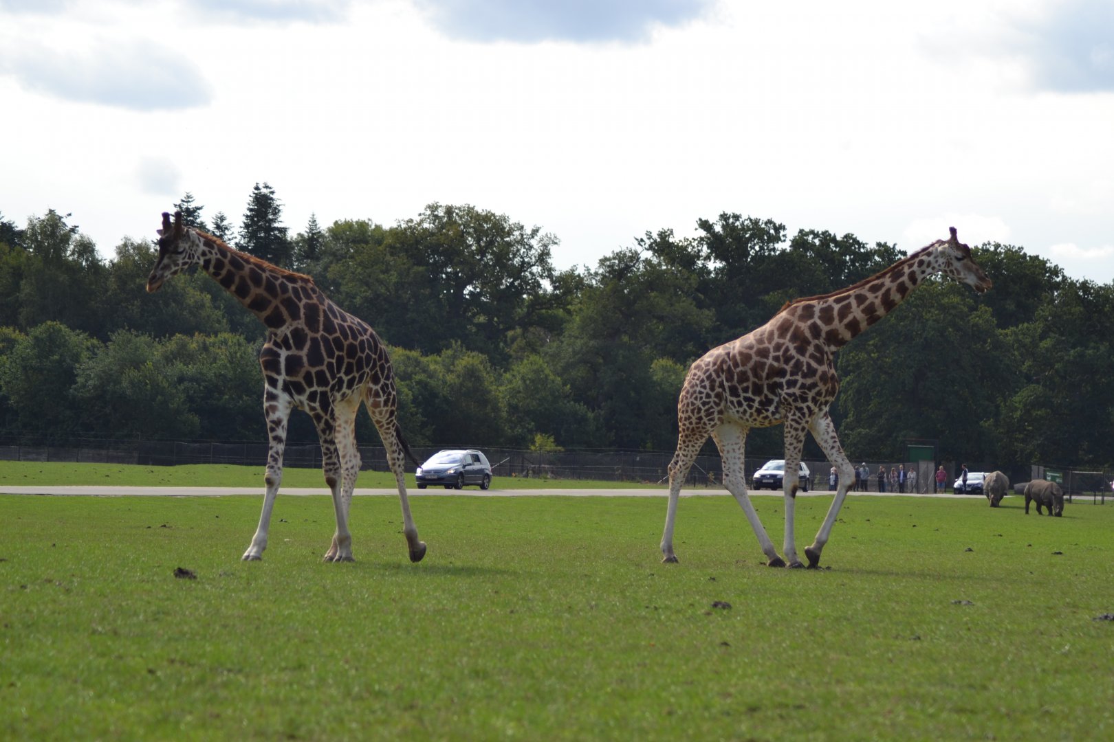 Savannah in Knuthenborg