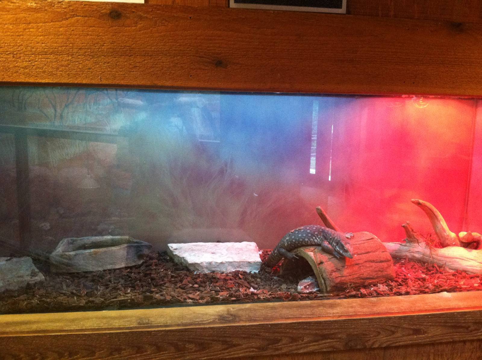 Savannah Monitor Exhibit