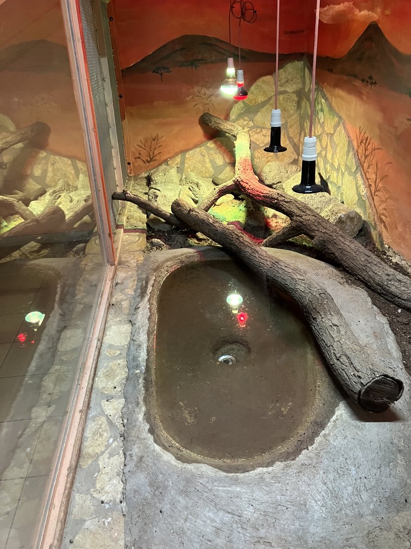 Savannah monitor exhibit